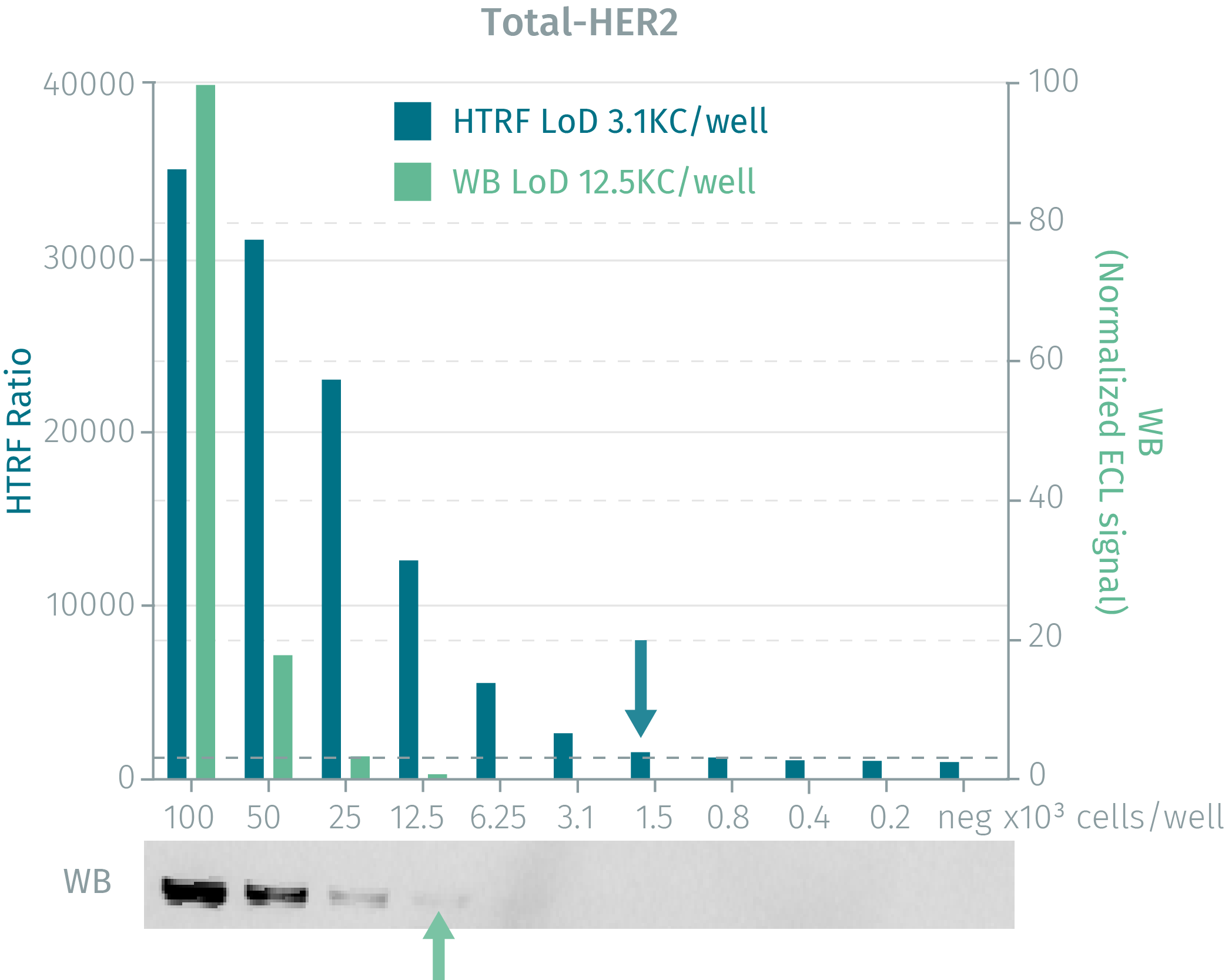 assay-validation-her2-total-1