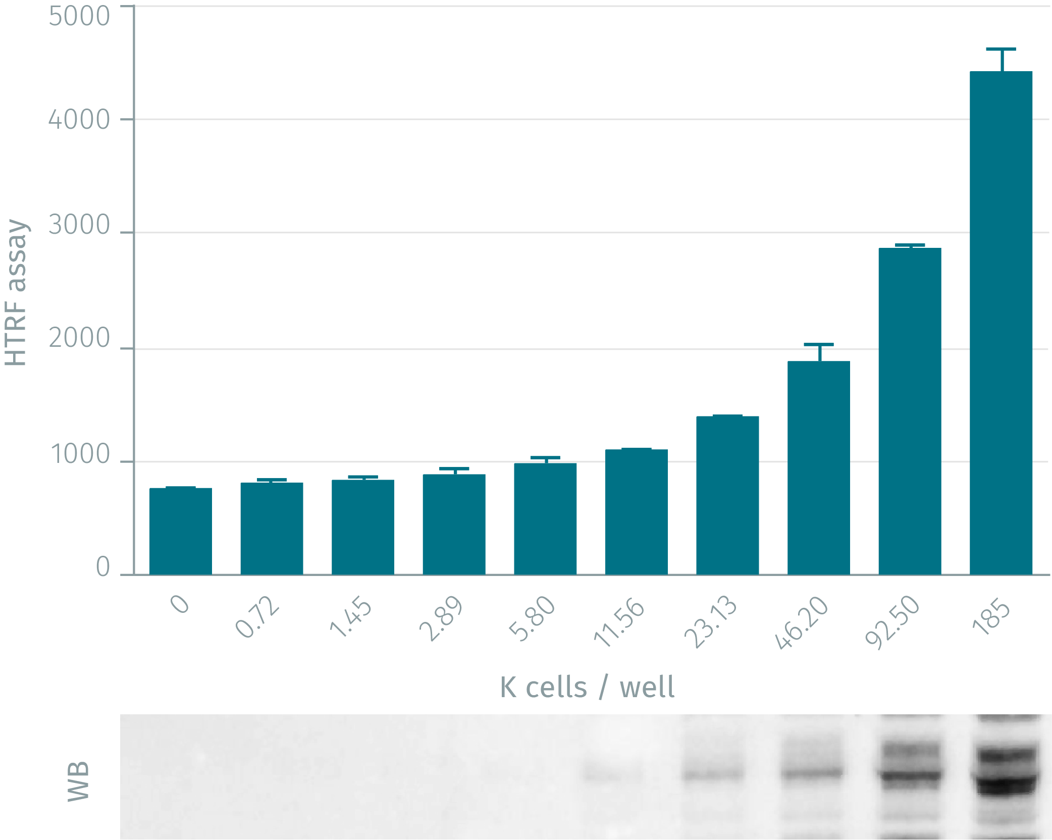 assay-validation-ikkb-phospho-s177-181-1