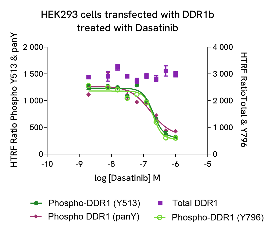 Pharmacological Validation (inhibitor) of Phospho & Total DDR1 