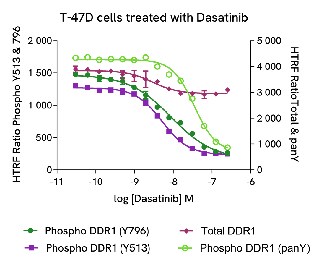 Pharmacological Validation (inhibitor) of Phospho & Total DDR1 