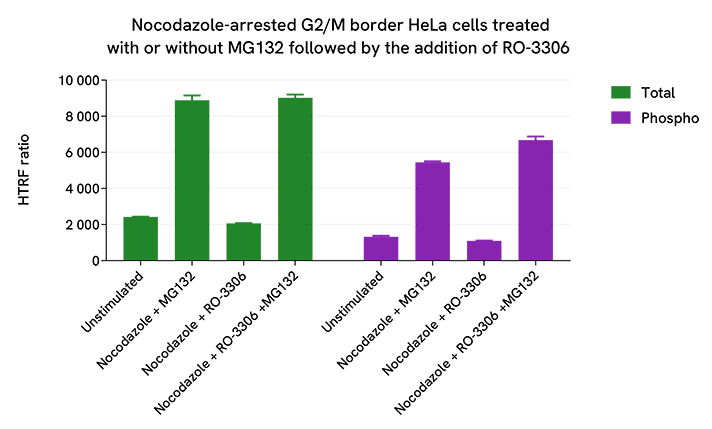 Pharmacological Modulation of Phospho-Cyclin B1 (Ser126)