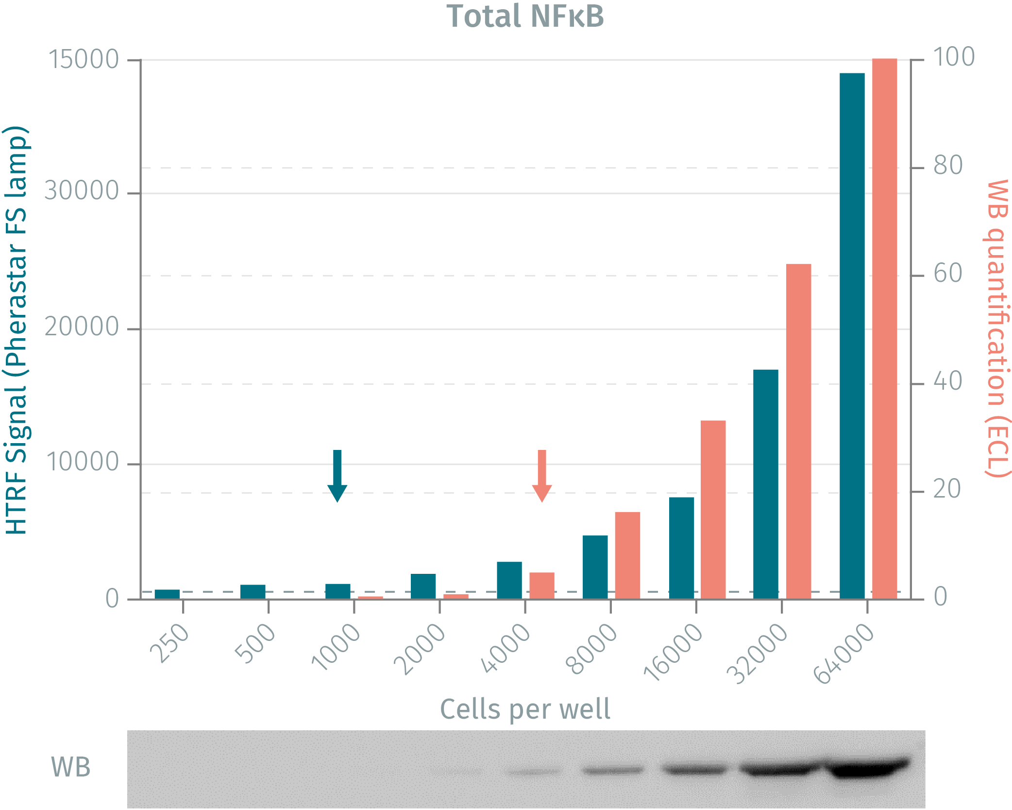 assay-validation-nfkb-total-2