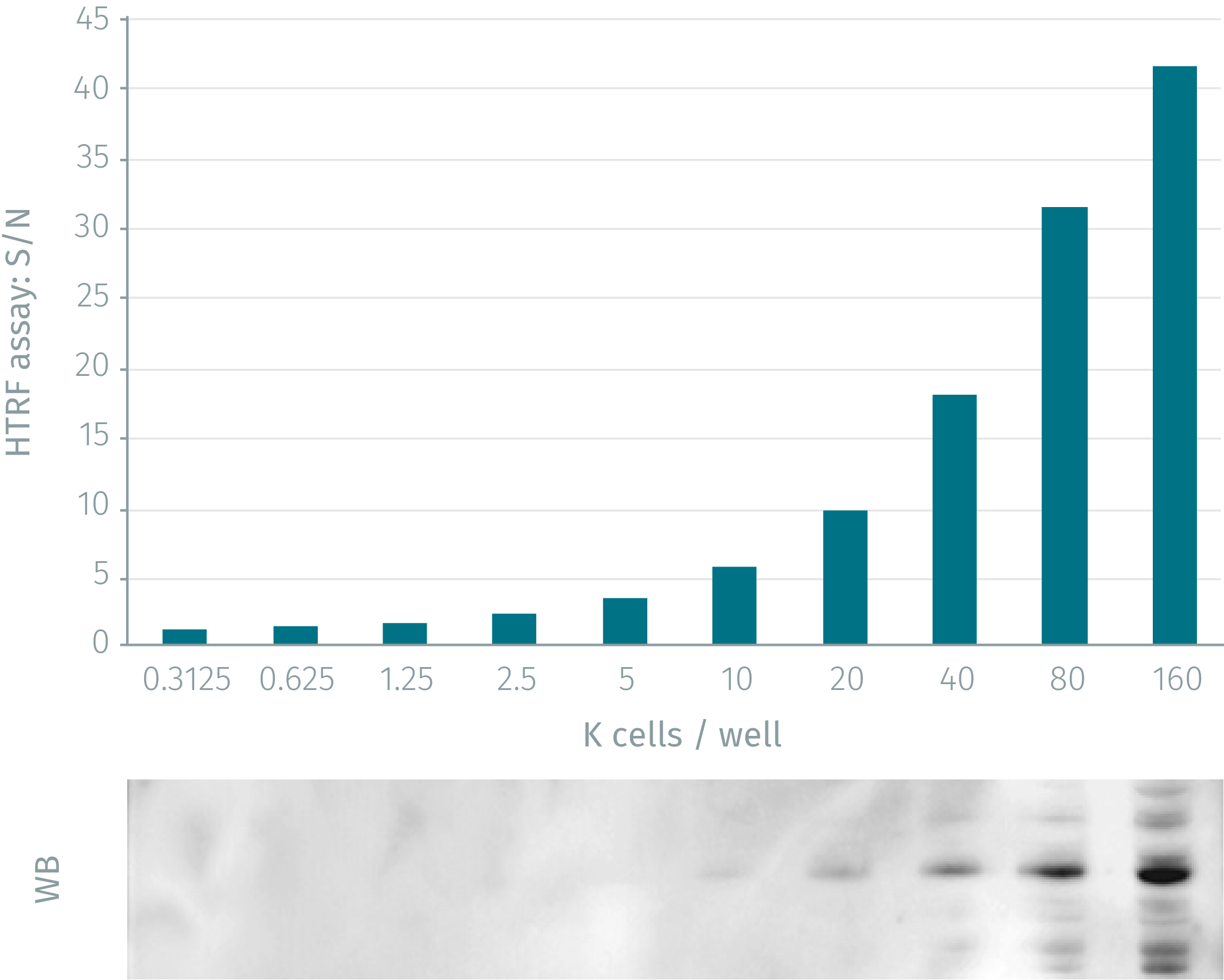 assay-validation-p38-phospho-t180-y182-1