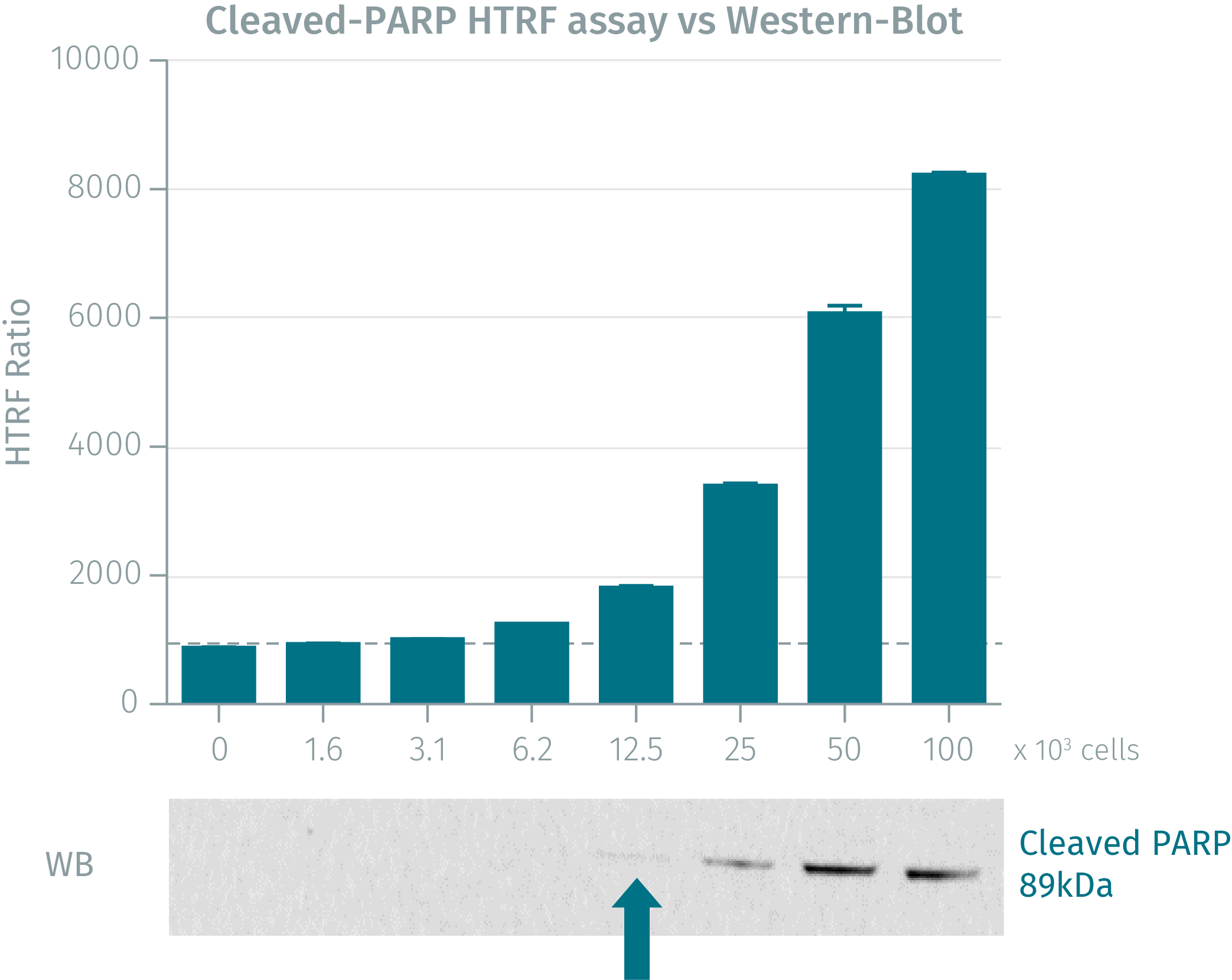 assay-validation-parp-cleaved-asp214-1