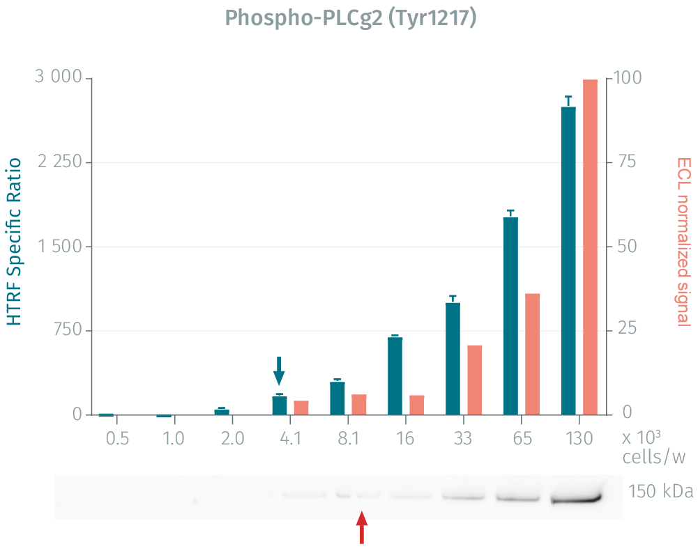 assay-validation-plc-gamma2-phospho-y1217-2