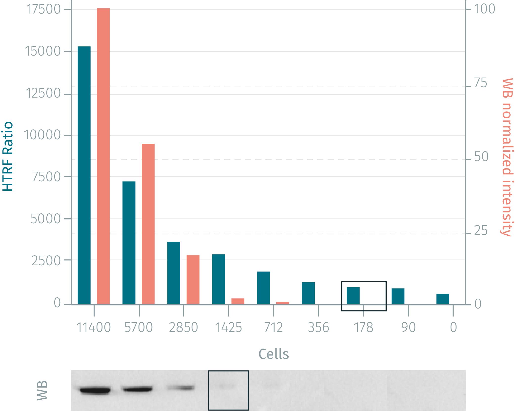 assay-validation-s6rp-phospho-s235-236-1