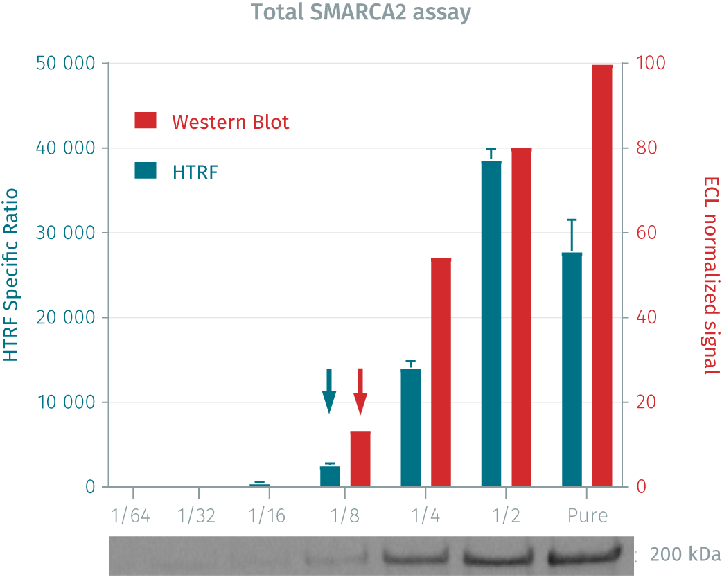 assay-validation-smarca2-total-pharmaco-5.png