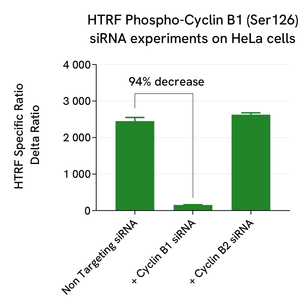 Specificity of Phospho Cyclin B1 (Ser126) assay using siRNA knockdown experiments