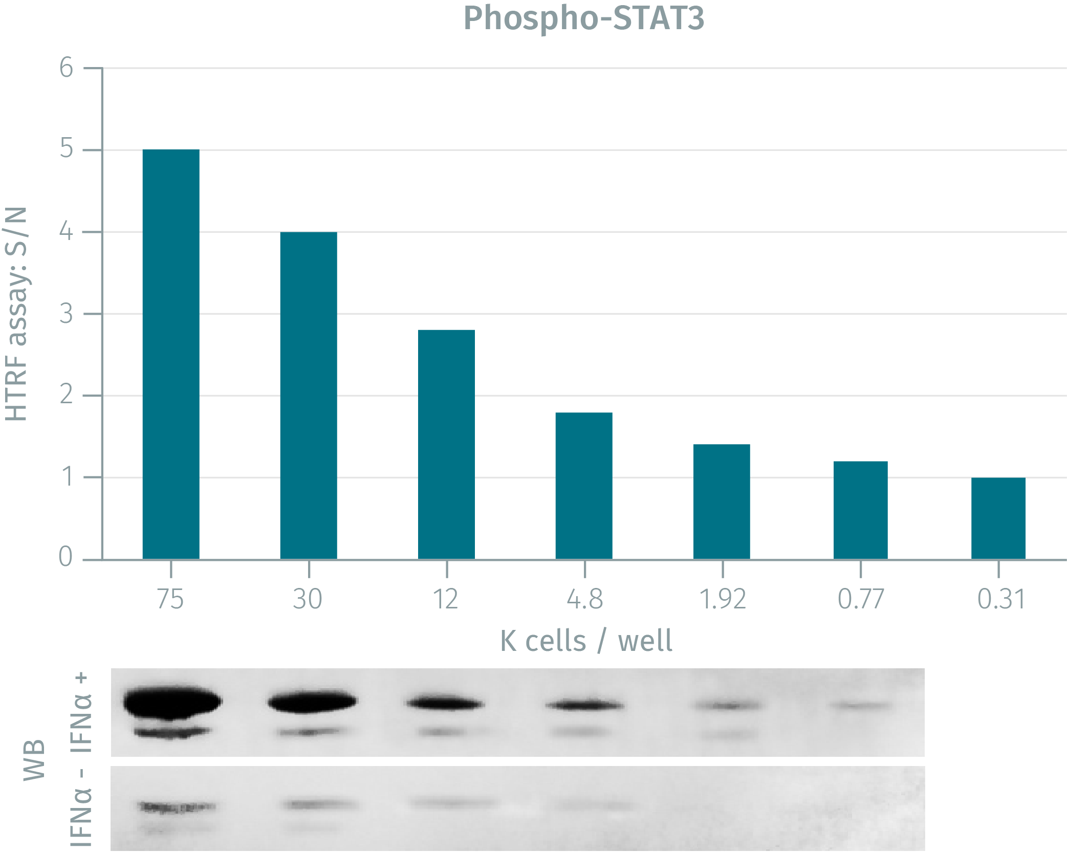 Assay  validation  stat3  phospho  y705  1