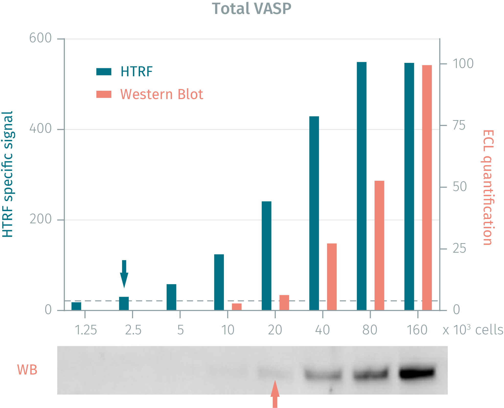 HTRF Human & Mouse Total VASP Detection Kit, 500 Assay Points | Revvity