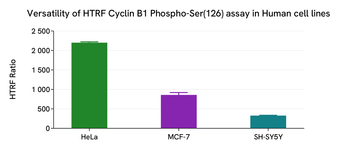 Assessment of Phospho-Cyclin B1 (Ser126) level in various cell lines