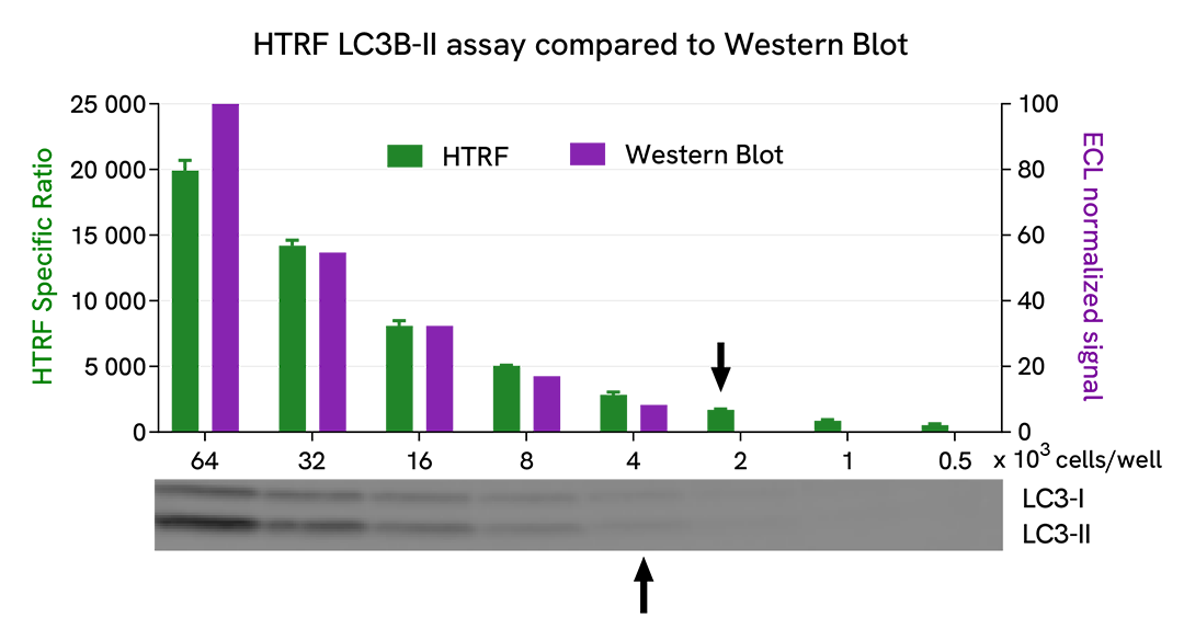 Comparison between HTRF and WB sensitivity on LC3B-II