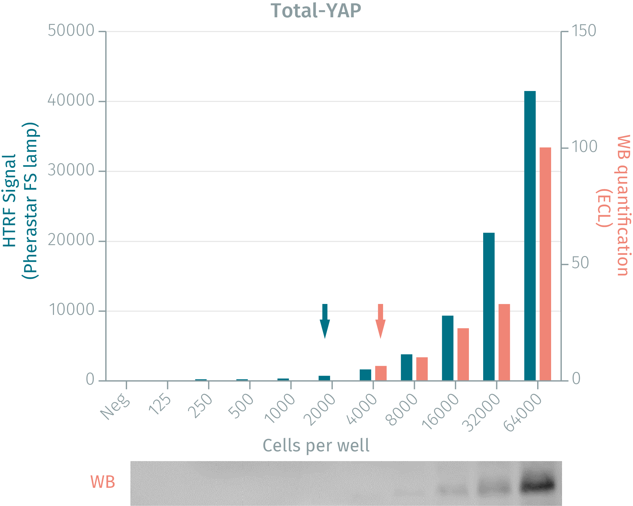 assay-validation-yap-total