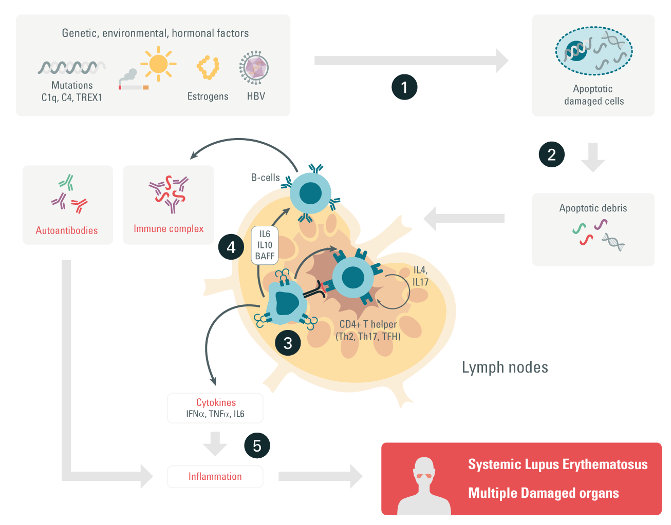 autoimmune-diseases-lupus-inflammatory-pathway