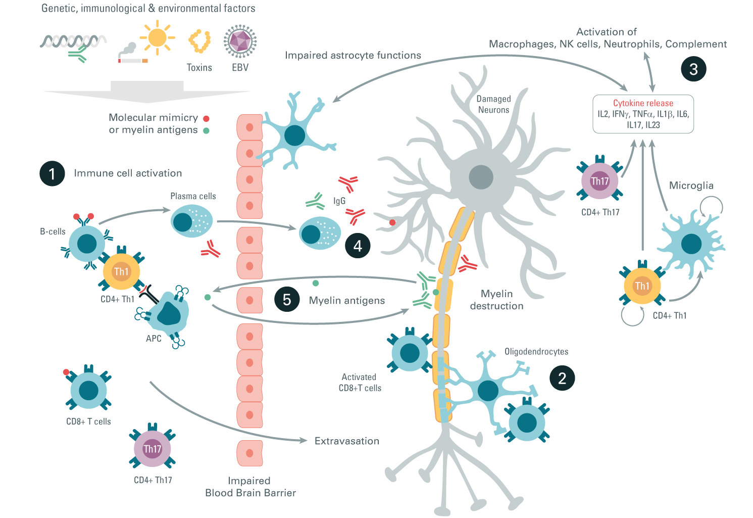 autoimmune-diseases-ms-inflammatory-pathway