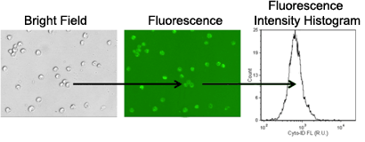 Autophagy image analysis