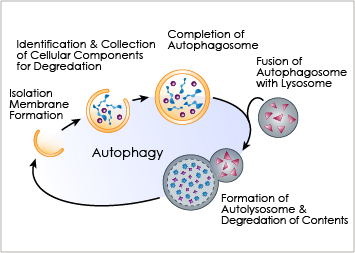 Autophagy main illustration