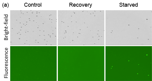 Autophogy compare to flow cytometry images