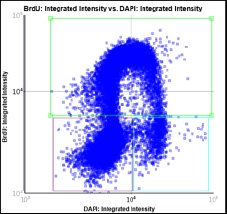 BdrU vs DAPI scatter plot