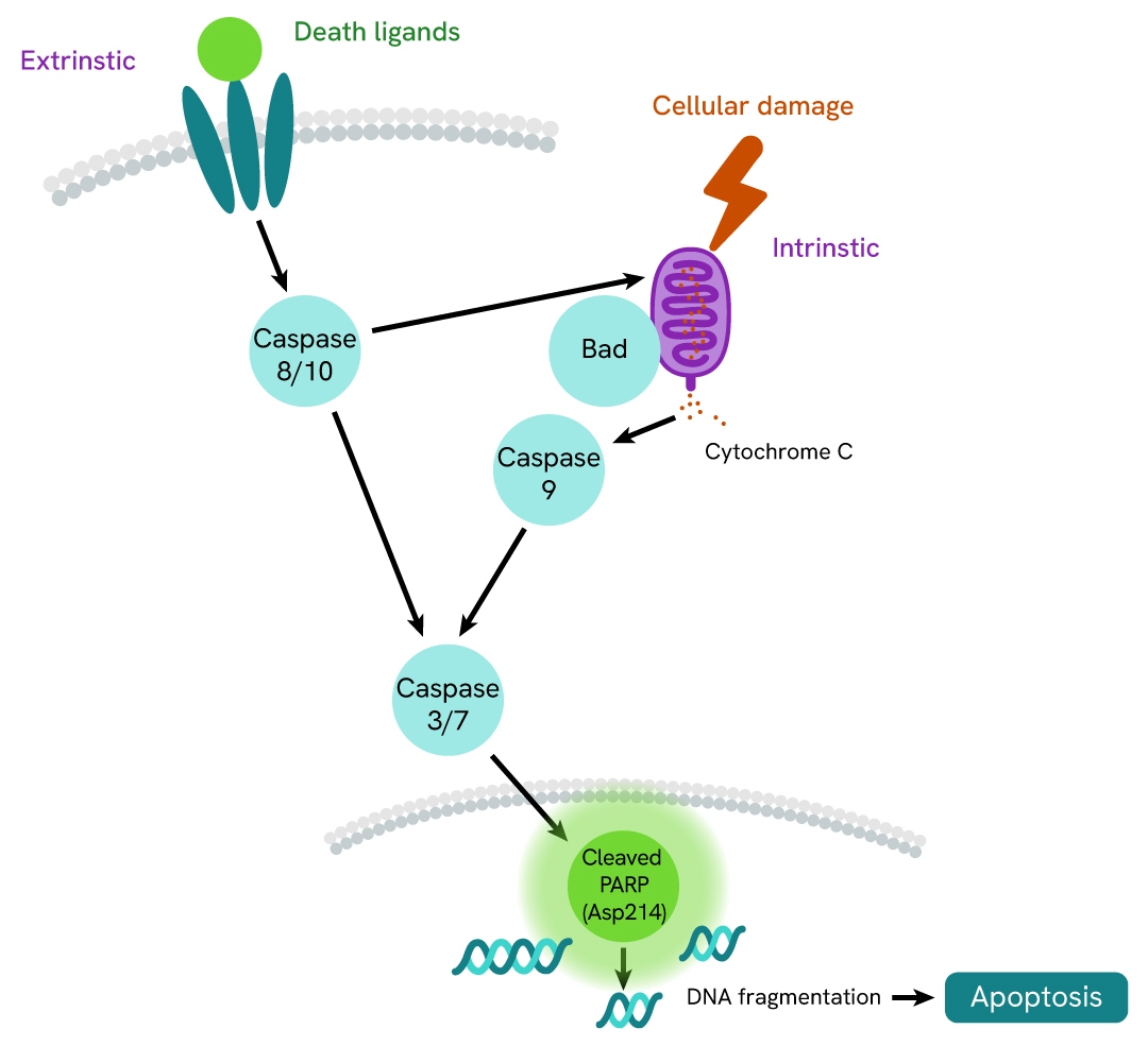 biomarkers-tab4-cleaved-parp-1-pathway-64parpeg-64parpeh.jpg