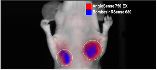 bombesin-receptor-fluorescent-probe-fig3