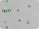 Mouse Embryonic Feeder Cells