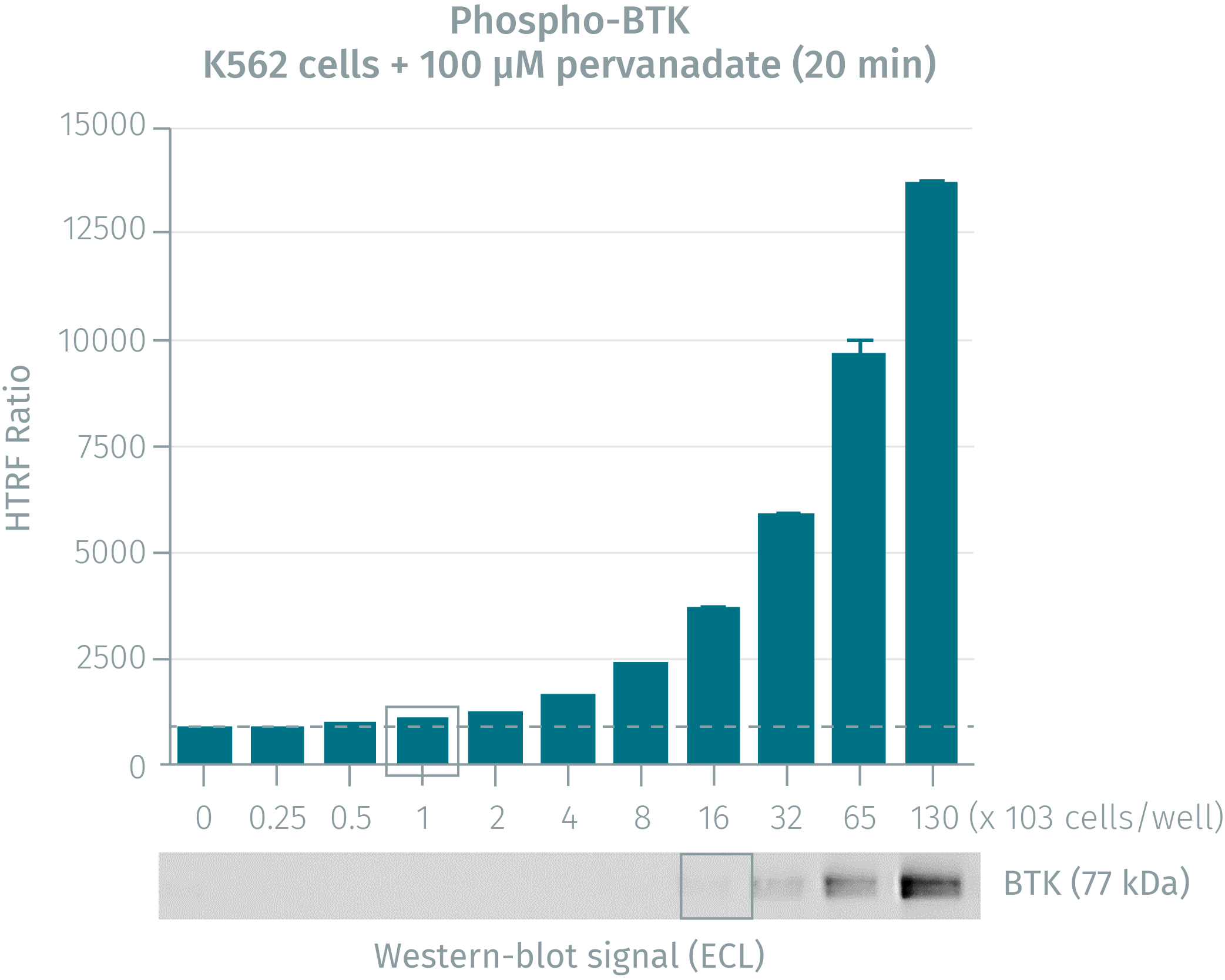 btk-phospho1.png