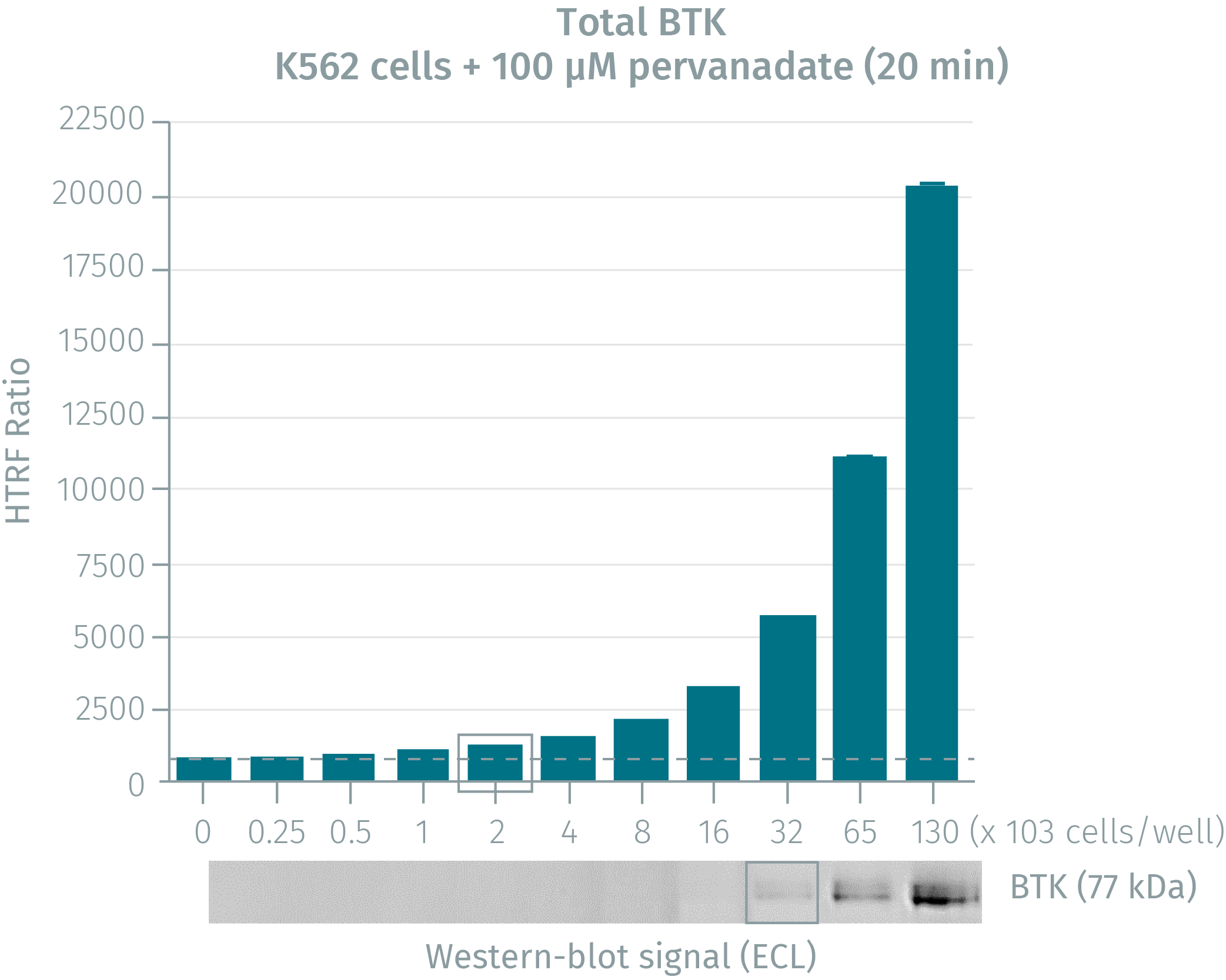 btk-phospho2.png