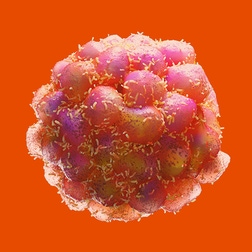 cancer-cells-achieving-immortality