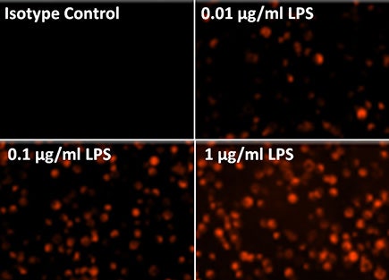 CD54 ICAM-1 staining