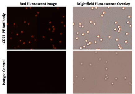 Expression of CD71 transferrin receptor