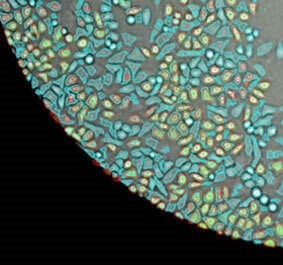 celigo 96 well microplate showing counted adherent cells