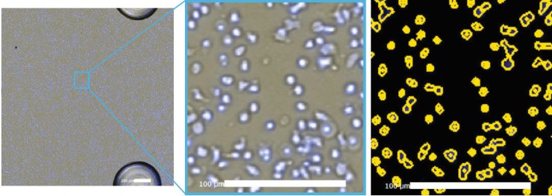 Celigo Hoechst counted cell image