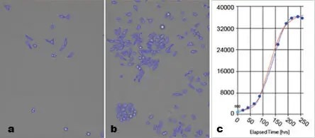 celigo bright field cell counting growth curve