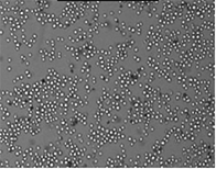 celigo cell counting - Well D2