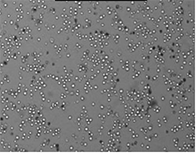 celigo cell counting bf-d4