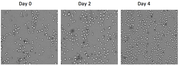 celigo cell counting monitor cell growth