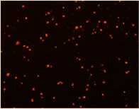 celigo cell counting pi-d4