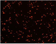 celigo cell counting pi-d8