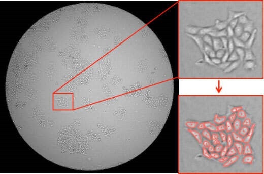 celigo counted cell colonies