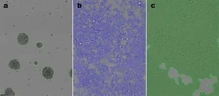 celigo label free bright field cell counting