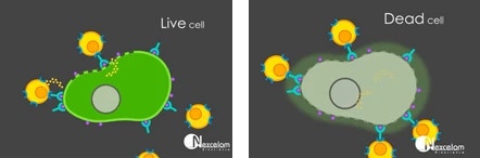 Celigo live and dead target tumor cell