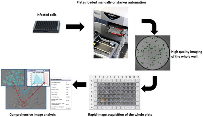 celigo-virology-workflow-blog-850x490