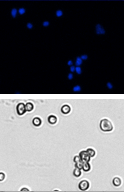 Cell cycle dapi cell images