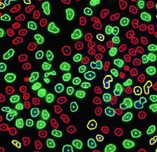 cell-cycle-EdU-DAPI control counted cells