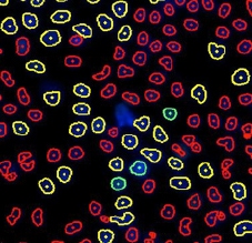 Cell cycle EdU DAPI treated counted cells