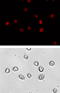 cell cycle hela cell images