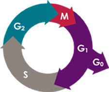 cell cycle illustration only