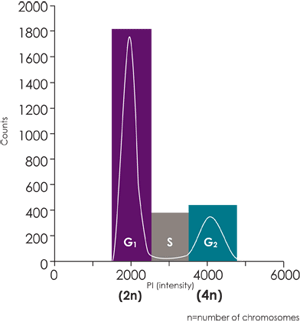 cell cycle image graph