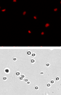 cell cycle jurkat cell images